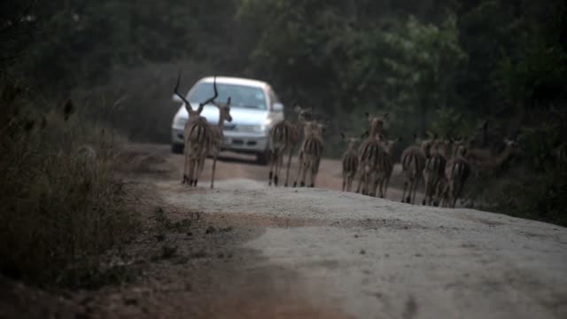 Impala Herd Crossing Dirt Road