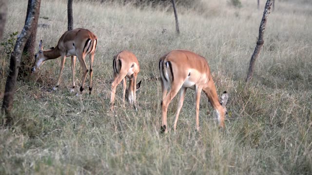 Impala Leaping Through Grass