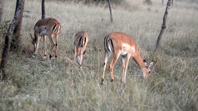 Impala Herd Crossing Dirt Road