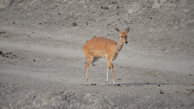 Impala And Zebra Sharing Water