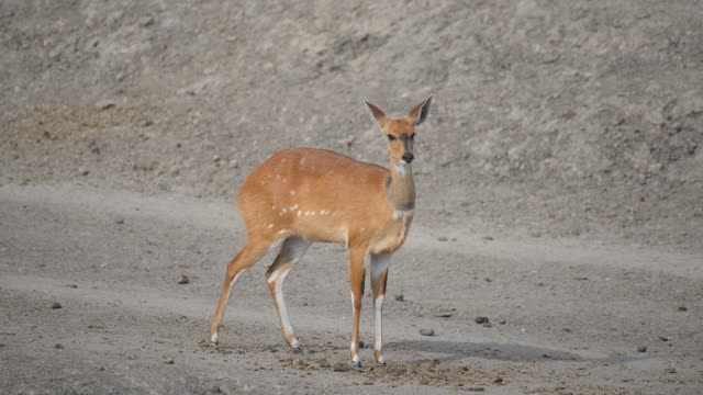 Impala And Zebra Sharing Water
