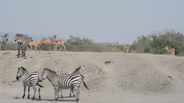Impala And Zebra Sharing Water