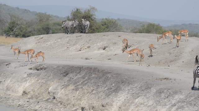 Impala And Zebra Sharing Water