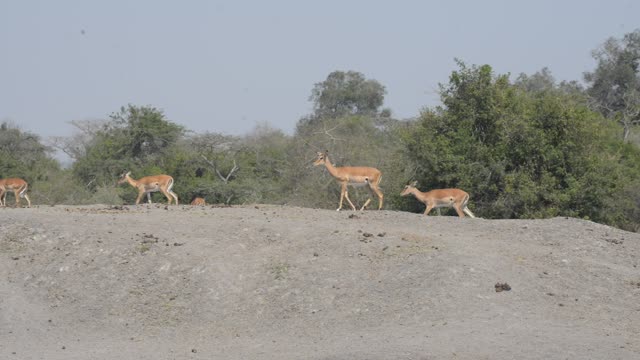 Impala And Zebra Sharing Water