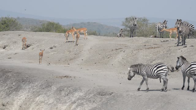 Impala And Zebra Sharing Water