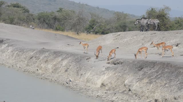 Impala And Zebra Sharing Water