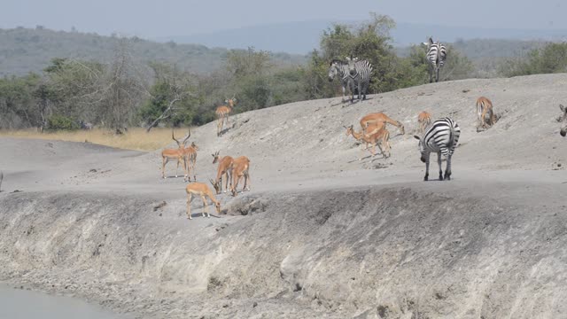 Impala And Zebra Sharing Water