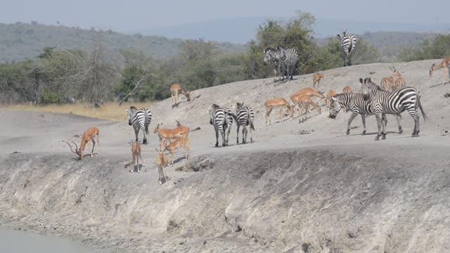 Impala And Zebra Sharing Water