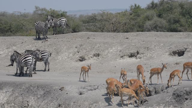 Impala And Zebra Sharing Water