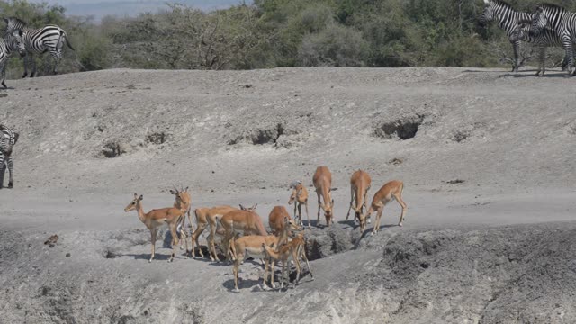 Impala And Zebra Sharing Water