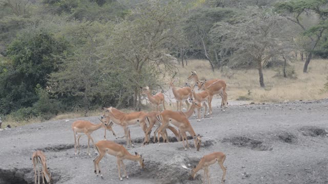 Impala And Zebra Sharing Water