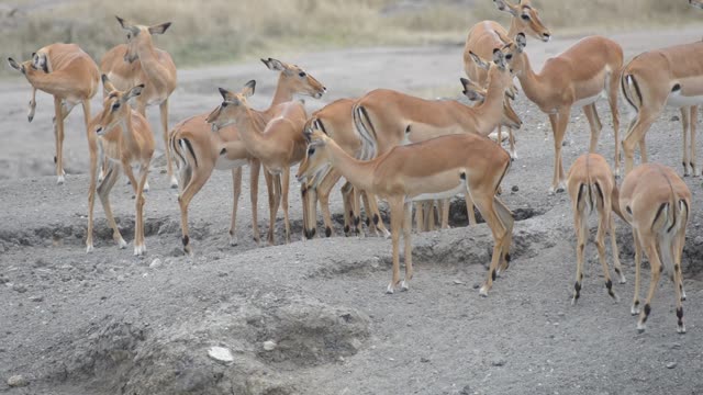 Impala And Zebra Sharing Water
