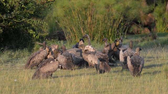 Vultures Feeding On Carcass