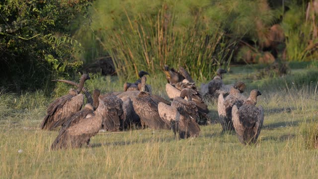 Vultures Feeding On Carcass