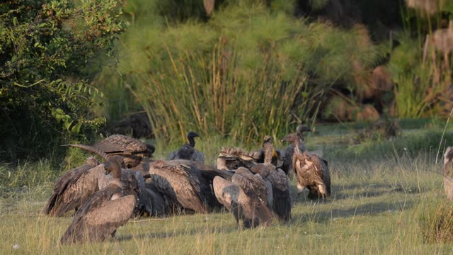 Vultures Feeding On Carcass
