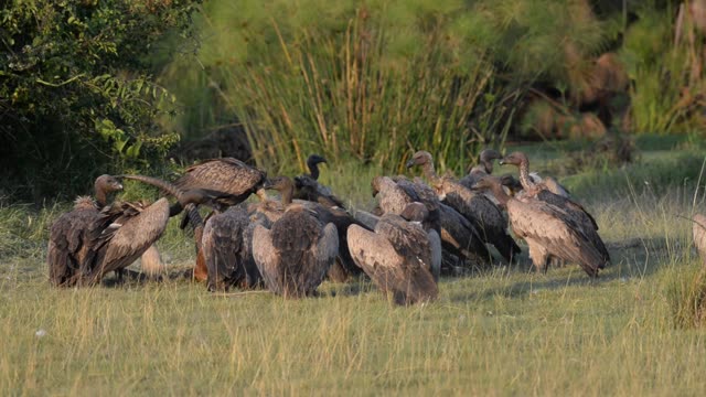 Vultures Feeding On Carcass