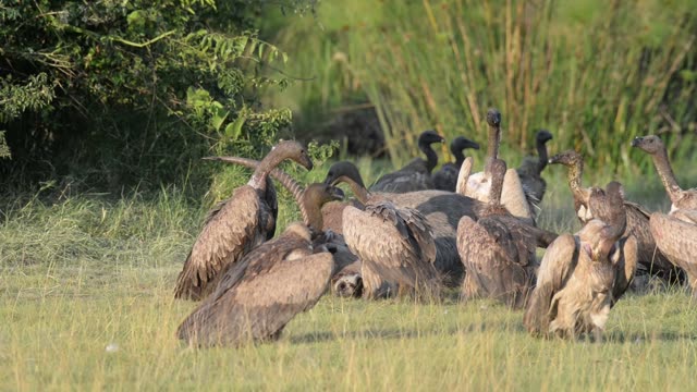 Vultures Feeding On Carcass