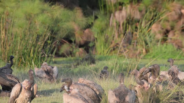 Vultures Feeding On Carcass