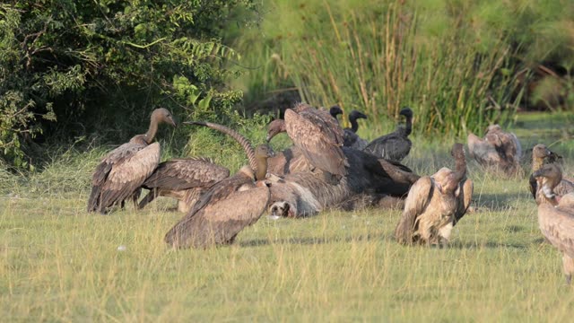 Vultures Feeding On Carcass