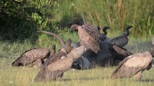 Vultures Feeding On Carcass