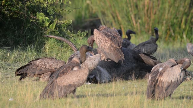 Vultures Feeding On Carcass