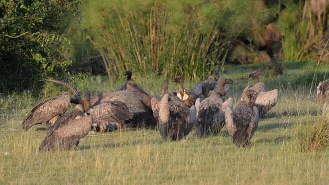 Vultures Feeding On Carcass