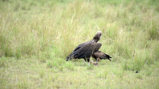 Lappet Faced Vulture Standing Guard