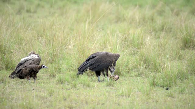 Two Vulture Species Side By Side