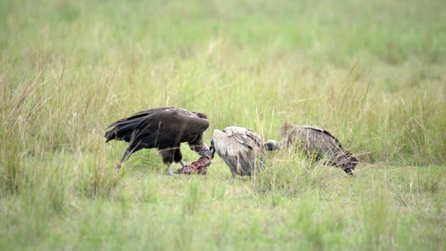 Vultures Gathering Around Remains