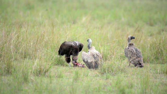 Three Vultures On The Ground