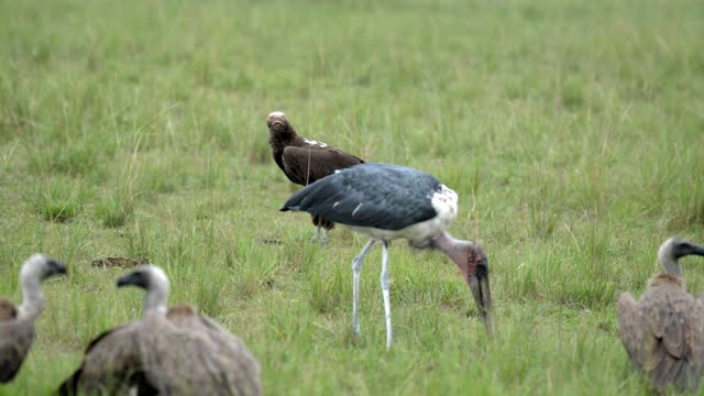 Marabou Stork Walking Past Vultures