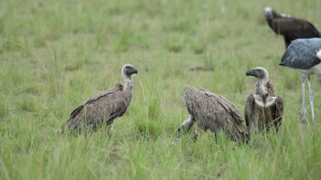 White Backed Vultures Standing Grass