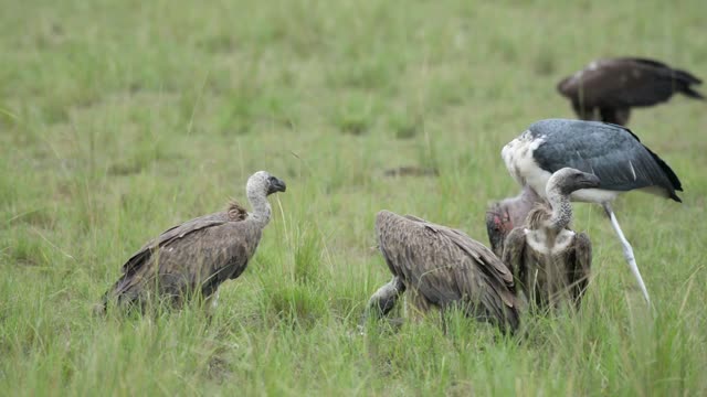 Vultures And Marabou Stork Together