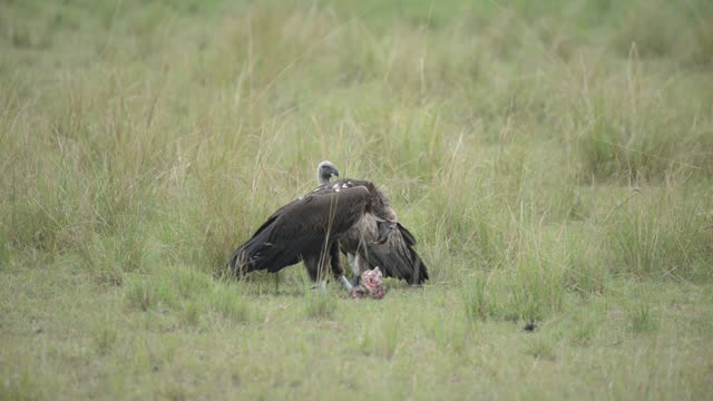 Two Vultures Sharing A Carcass
