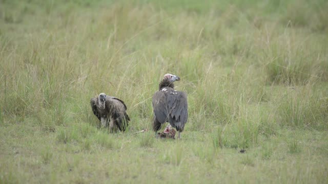 Vulture Pair Over Small Kill