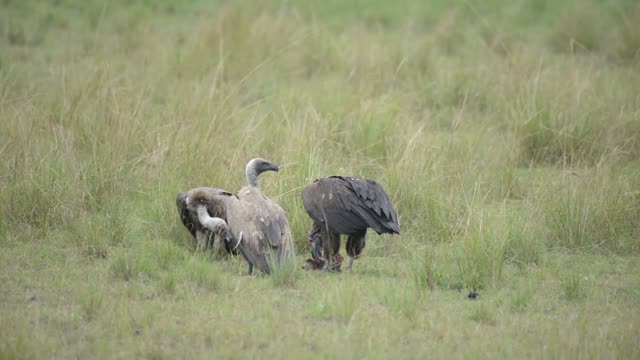 Vultures Standing Over Their Food