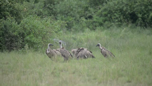 Vulture Group Beside Green Bush