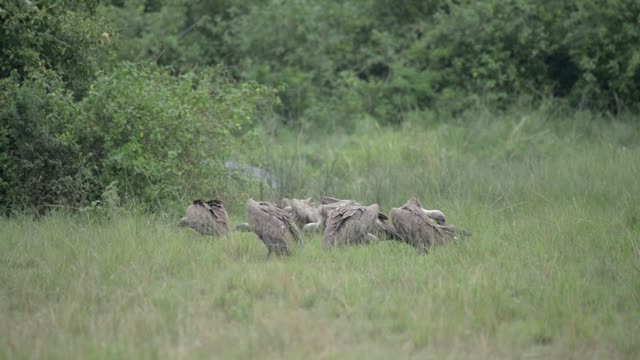 Vultures Crowding Together In Grass