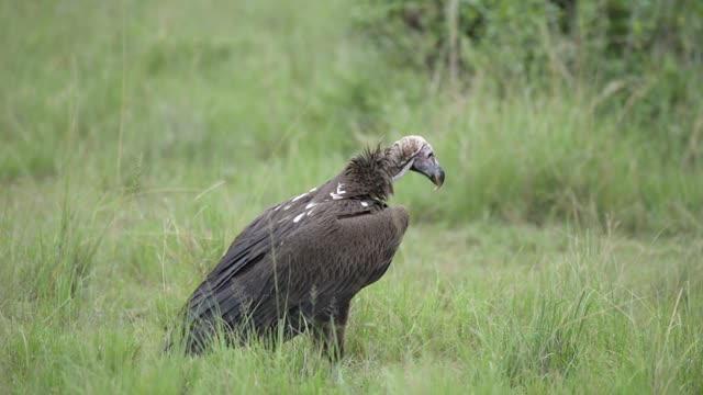 Lappet Faced Vulture Portrait