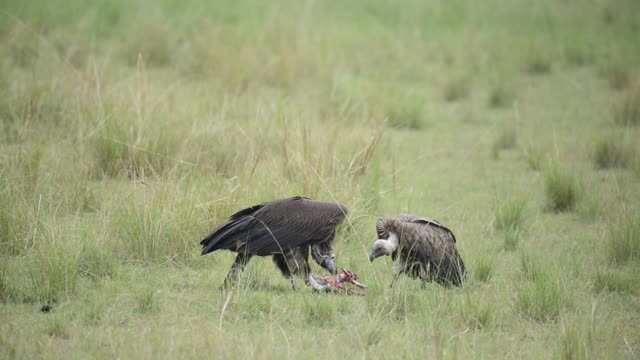 Vultures Feeding On Open Grass