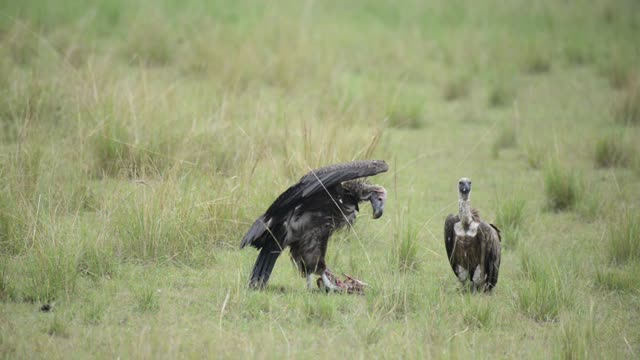 Vulture Spreading Its Wings