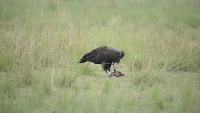 Lone Vulture Feeding In Field