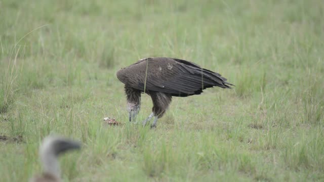 Vulture Foraging Behind Grass