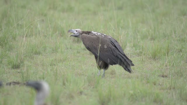 Vulture Calling With Open Beak