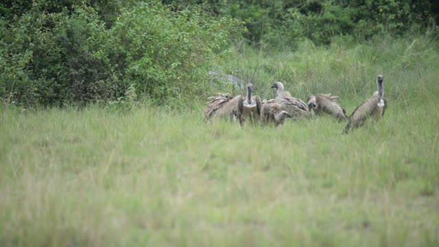 Vulture Flock By The Bush Line