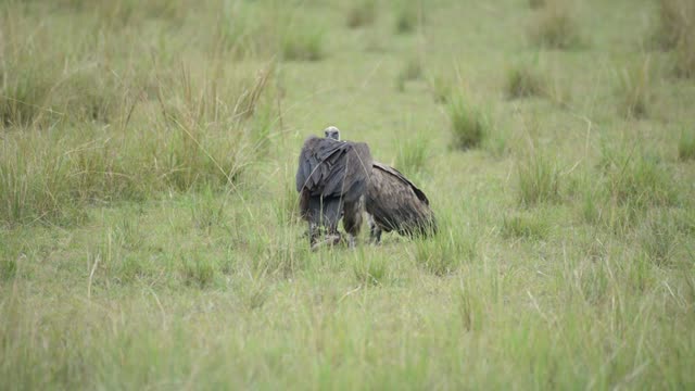 Single Vulture Feeding Alone