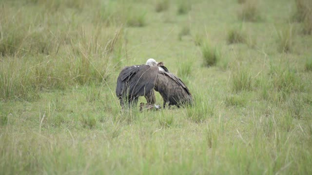 Two Vultures Over Small Remains