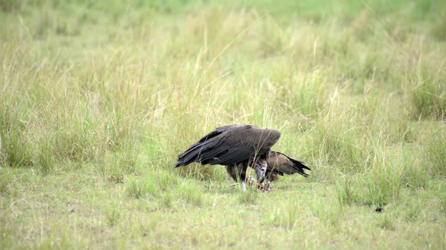 Vulture Feeding Alone In Grass