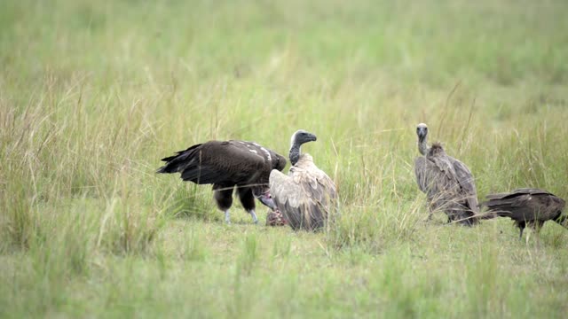 Vultures Gathering At A Carcass