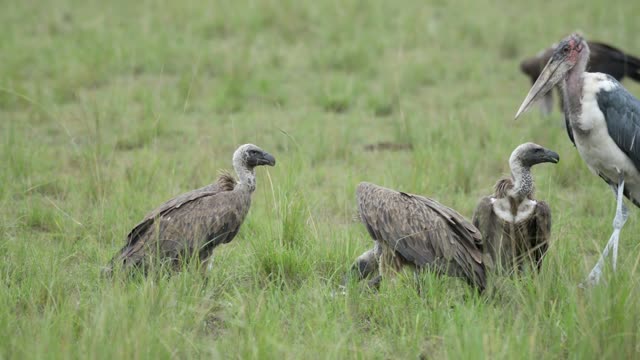 Vultures And Marabou Stork Waiting